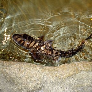 Zebra Bullhead Shark