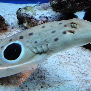 Epaulette Shark