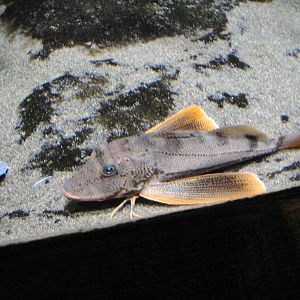 Sea Robin