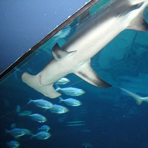 Great Hammerhead