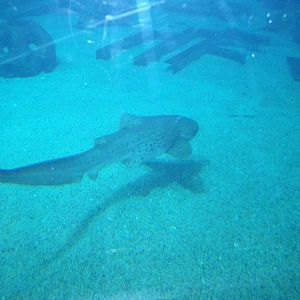 Zebra Shark