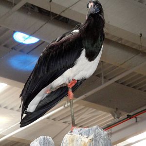 Abdim's Stork