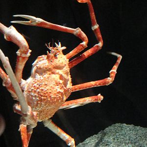Japanese Giant Spider Crab