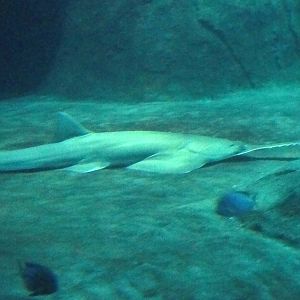 Green Sawfish