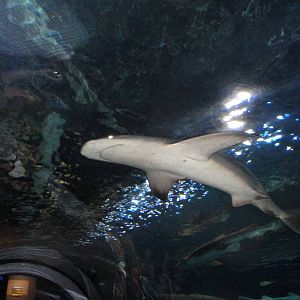 Shark Tunnel - Sandbar Shark