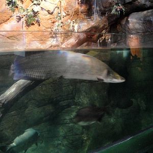 Arapaima