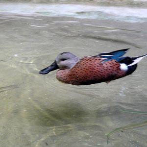 Red Shoveler