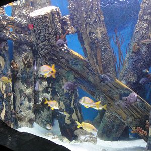 Under the Boardwalk Exhibit