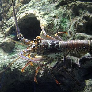 Spiny Lobster