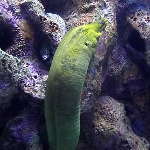 Green Moray Eel