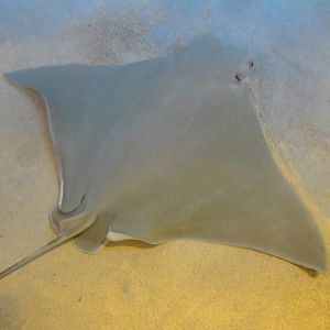 Cownose Ray