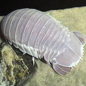 Giant Isopod