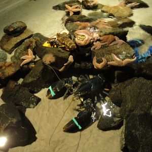 Northern Atlantic Touch Tank