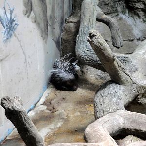 African Crested Porcupine
