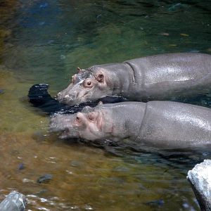 Hippos