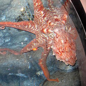 Giant Pacific Octopus