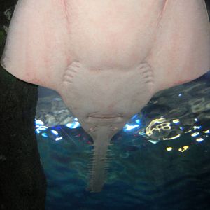 Shark Tunnel - Green Sawfish