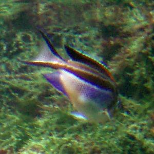 Ornate Angelfish (Genicanthus bellus)