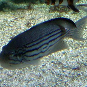 Lamarck's Angelfish (Genicanthus lamarck)