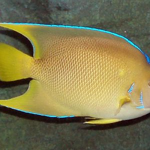 Queen Angelfish (Holacanthus ciliaris)
