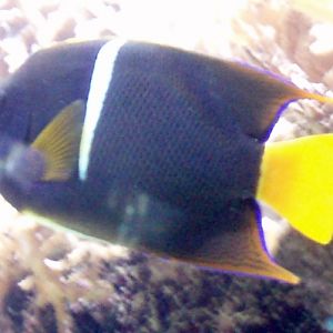 King Angelfish (Holacanthus passer)
