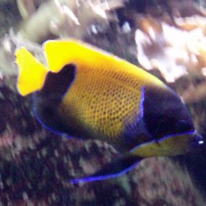 Majestic Angelfish (Pomacanthus navarchus)