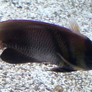 Cortez Angelfish (Pomacanthus zonipectus)