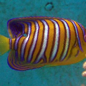 Regal Angelfish (Pygoplites diacanthus)