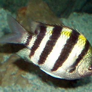 Sergeant Major (Abudefduf saxatilis)