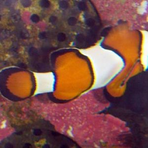 Clown Anemonefish (Amphiprion ocellaris)