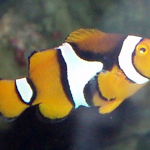 Orange Clownfish (Amphiprion percula)