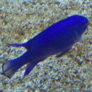 Blue Damselfish (Chrysiptera cyanea)