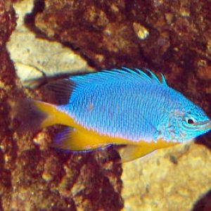 Fiji Blue Devil Damselfish (Chrysiptera taupou)