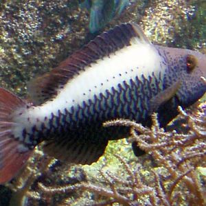 Bicolour Parrotfish (Cetoscarus bicolor)