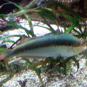 Princess Parrotfish (Scarus taeniopterus)