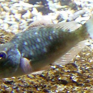 Stoplight Parrotfish (Sparisoma viride)