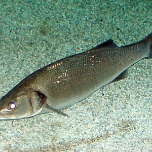 European Seabass (Dicentrarchus labrax)