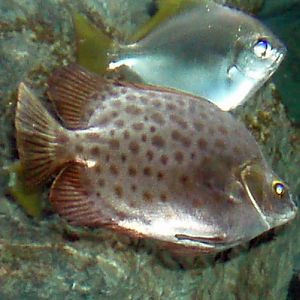 Red Scat (Scatophagus argus)