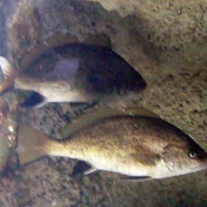 Brown Meagre (Sciaena umbra)