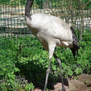 Grus nigricollis / Black-necked Crane (male), 08-05-2011