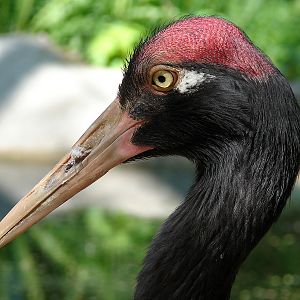 Grus nigricollis / Black-necked Crane (female), 14-05-2011