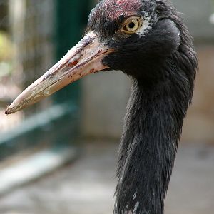 Grus nigricollis / Black-necked Crane (male), 14-05-2011