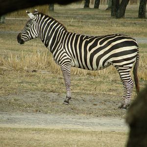 grants zebra