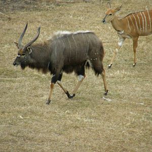 nyala