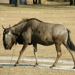 wildebeest