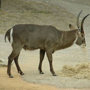 waterbuck