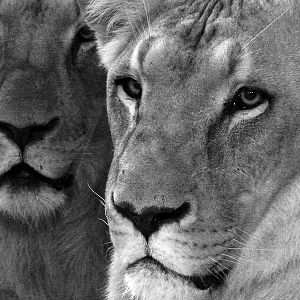 Panthera leo bleyenberghi / Southwest African Lion, or Katanga Lion (males