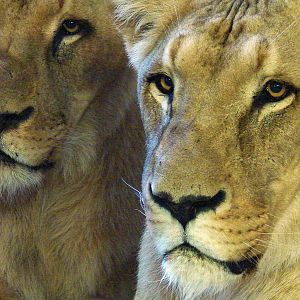 Panthera leo bleyenberghi / Southwest African Lion, or Katanga Lion (males
