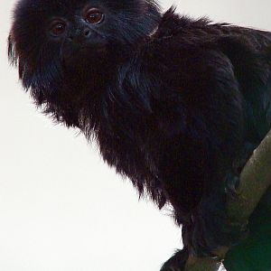 Callimico goeldii / Goeldi`s monkey (male)