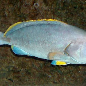 Blue and Yellow Grouper (Epinephelus flavocaeruleus)